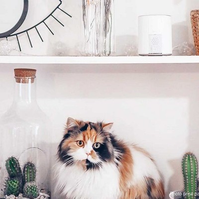 alarme connectée somfy compatible animaux